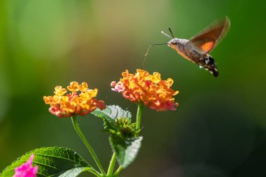 Sinekkuşu güvesi (Macroglossum, stellatarum) Lantana çiçeklerini ziyaret ediyor .