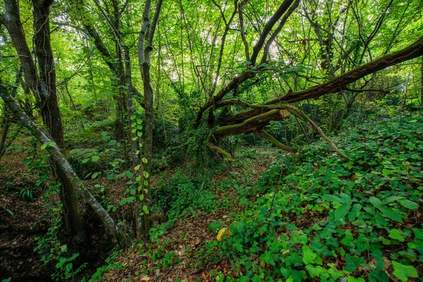 Frodig Och Våt Tempererad Skog Gironde Frankrike — Stockfoto