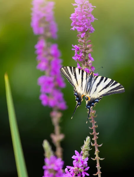 Schwalbenschwanz Besucht Lila Lockere Blüten — Stockfoto