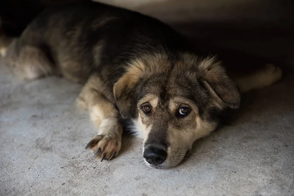 Retrato Adorável Mistura Raça Siberiana Cão Husky Deitar Chão Animal — Fotografia de Stock