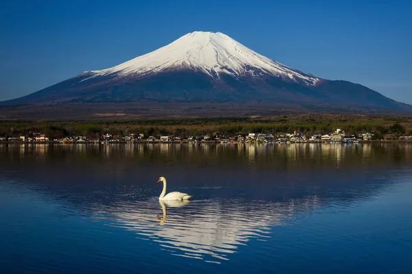 White Swan Zwemmen Yamanaka Meer Met Mount Fujisan Fuji Tegen — Stockfoto