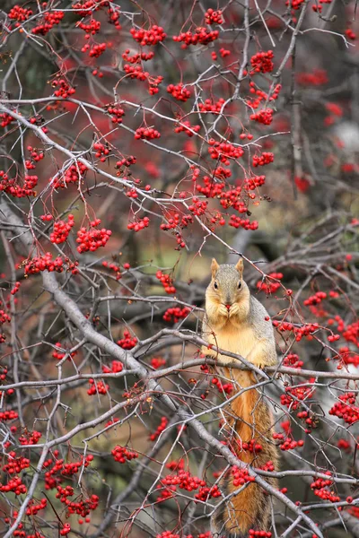 Portrait Écureuil Mangeant Des Cynorrhodons Des Fruits Ronces Sur Arbre — Photo