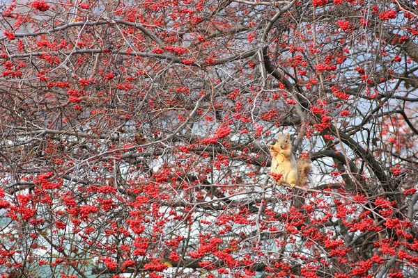 松鼠在山核桃树上吃红玫瑰臀部或刷莓果实在冬天 具有天然森林背景的野生动物 — 图库照片