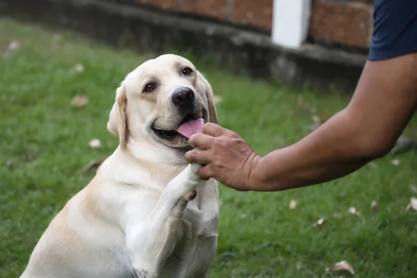 Adorable Labrador retriever dog puppy and big man give each other the hand and paw. Cute pet animal relax with owner at house garden. Handshake, highfive, teamwork.