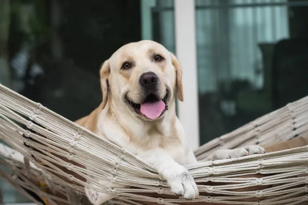 かわいいラブラドール リトリーバーの子犬に座るし 家の入口の前にロープのハンモックでリラックスします ハッピーの愛らしいペットまたは犬の肖像画 自宅で動物 — ストック写真