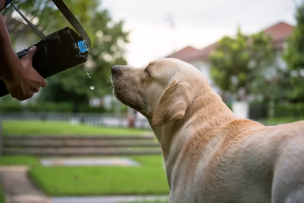 Labrador Retriever Puppy Dog Drinking Water Plastic Bottle Feed His — Stock Photo, Image