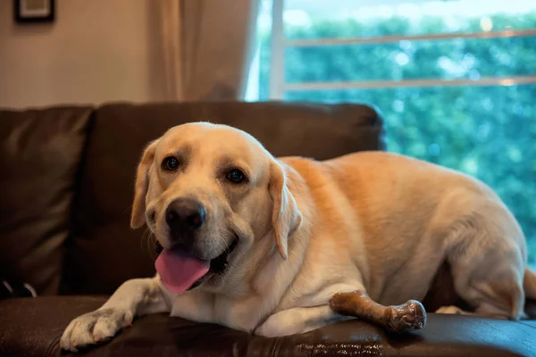 Söta Labrador Retriever Hund Sitta Och Koppla Bäddsoffa Med Bugg — Stockfoto