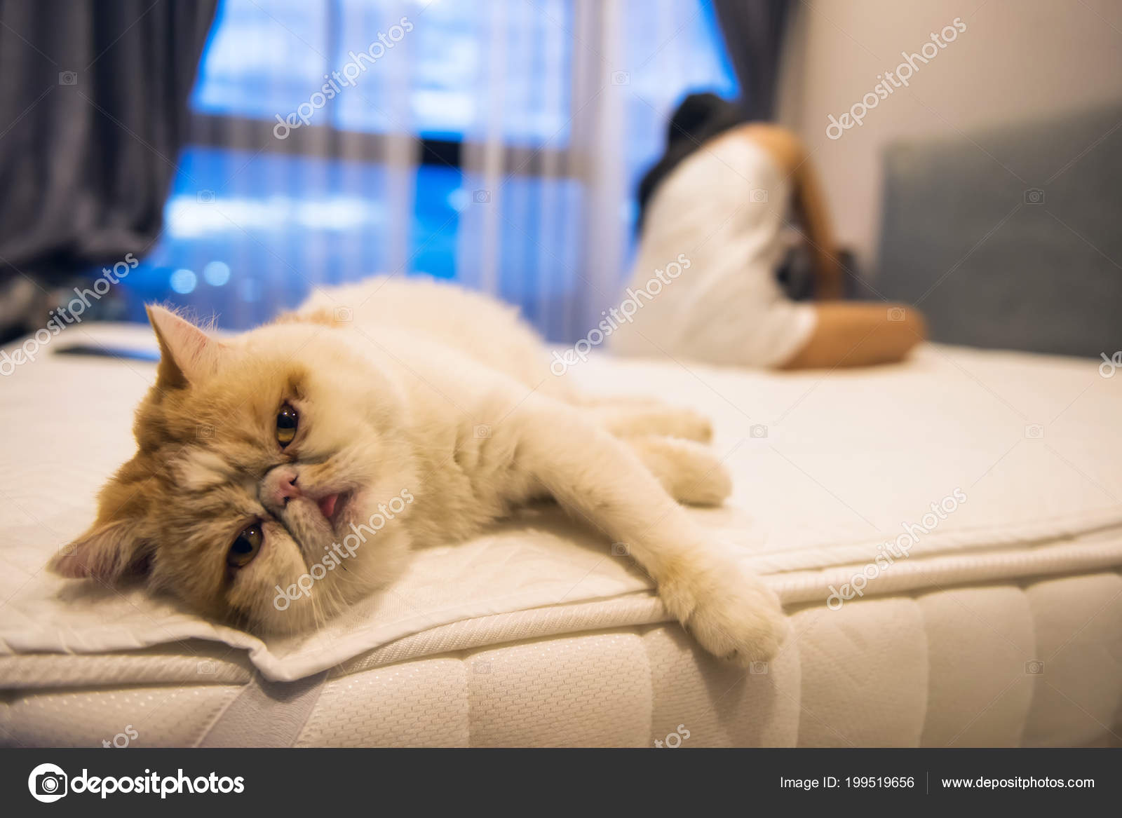 Portrait Cute Brown Exotic Shorthair Cat Relax Bed While Its