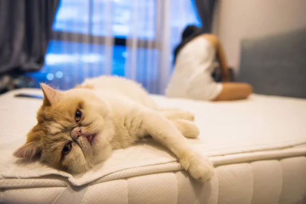 Portrait of Cute Brown Exotic shorthair cat relax on bed while its female owner not care about him. Adorable animal or pet inside bedroom. best human friend with luxury condo.