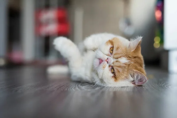 Retrato Lindo Gato Taquigrafía Marrón Exótico Relajarse Piso Madera Gris — Foto de Stock