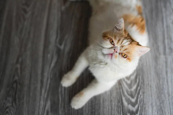Cute Brown Exotic shorthair cat sit on wooden floor with copy space for text. Adorable animal or pet inside house or home. best human friend. Top view or flat lay portrait.