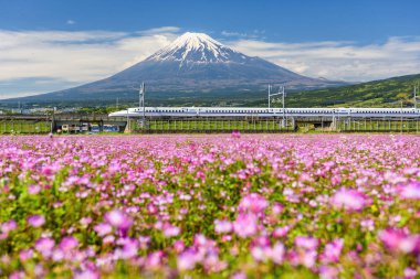 Shizuoka, Japonya - 05 Mayıs 2017: Shinkansen veya Jr kurşun çalıştırmak tren geçisi Dağı Fujisan ve bahar, Shibazakura. Shinkansen, süper Tokyo ve Osaka arasında yüksek hızlı tren N700 aktarım.