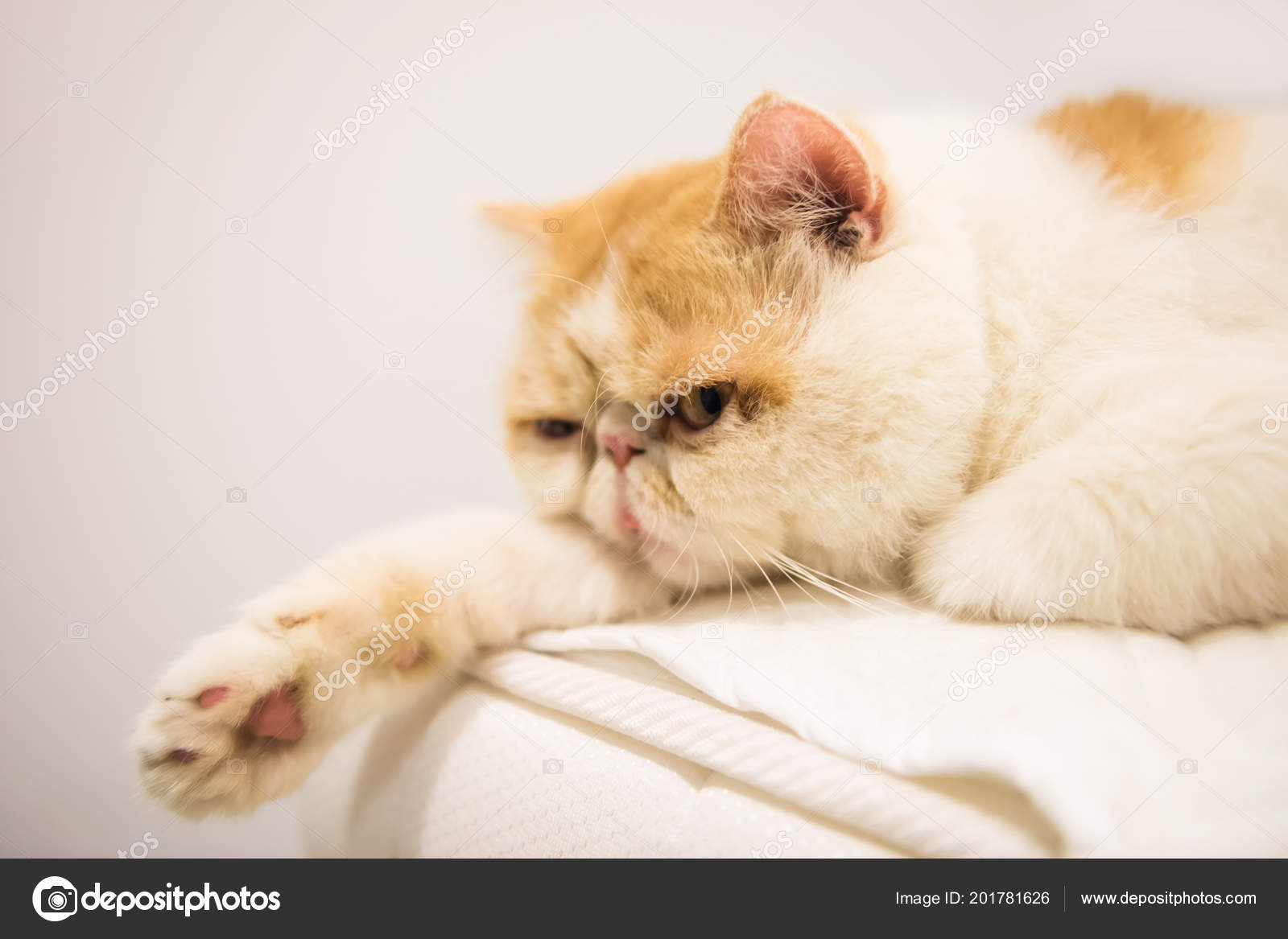 Portrait Lazy Cute Brown Exotic Shorthair Cat Relax Bed Adorable