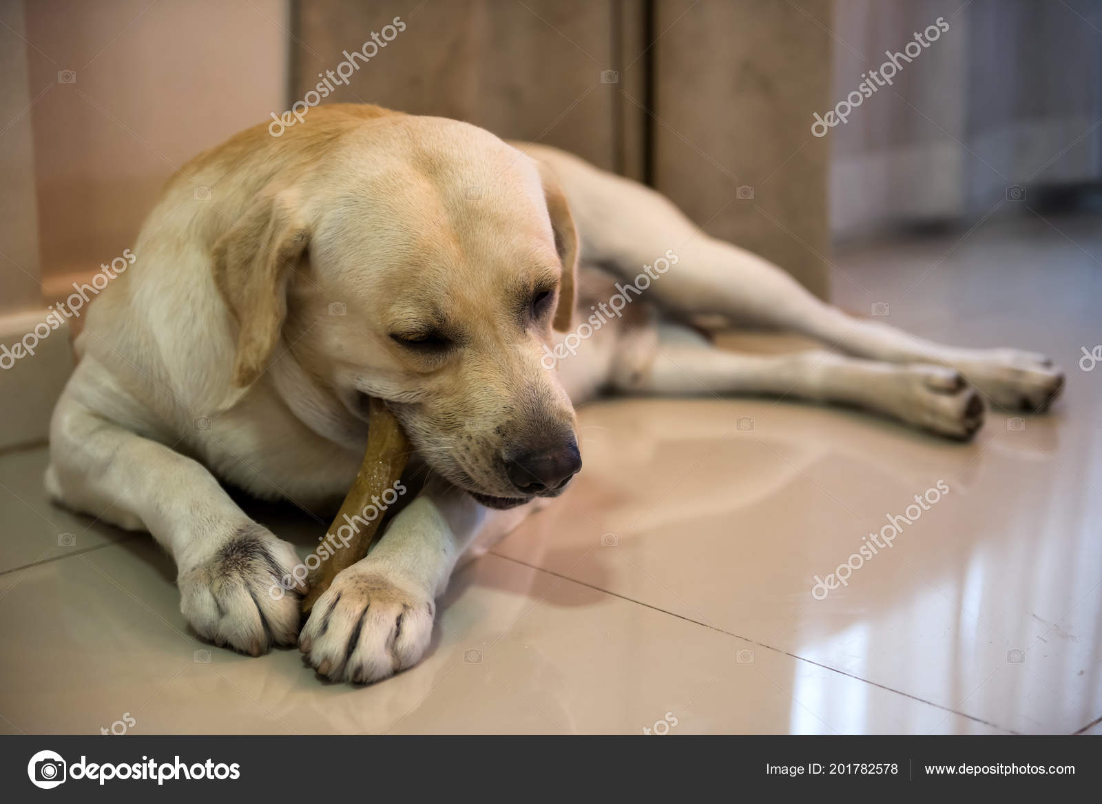 Adorable Labrador Retriever Chewing Big Bone Snack House Living Room Stock Photo blanscape 201782578