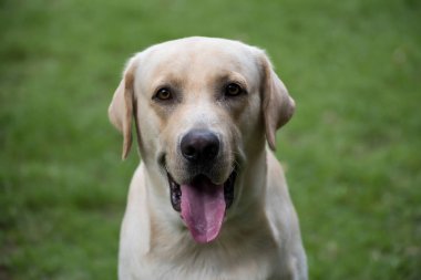 Smile Labrador Retriever köpek portresi yeşil çim kamerada bak