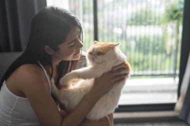 Holding ve şirin Brown egzotik stenografi kedi kınamak oturma odasında ellerinde günbatımı sırasında sarılıyoruz güzel Asyalı kadın sahibi. Evde beslenen hayvan ile oynarken mutlu tan kız.