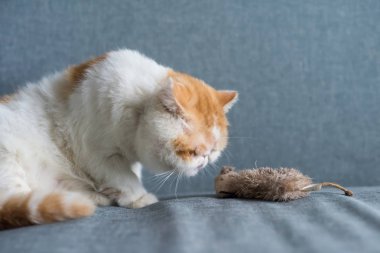 Çok güzel kahverengi egzotik stenografi kedi bak sahte ya da yapay fare ya da sıçan gri çekyat üzerinde kopya alanı metin için ile. Komik şirin hayvan içinde ev veya apartman dairesi. İnsan en iyi arkadaşı.