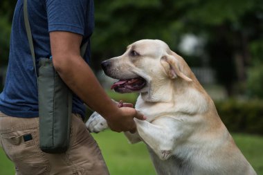 Profesyonel köpek antrenör eğitim Labrador geri almak evde beslenen hayvan Garden'da, öğretmek durup bir su almak için kucaklamak. İnsan ve hayvan arasındaki dostluk kavramı