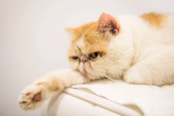 Portrait Lazy Cute Brown Exotic Shorthair Cat Relax Bed Adorable — Stock Photo, Image