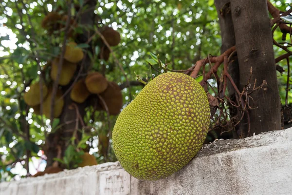 화이트 울타리 나무에 Jackfruits입니다 태국에서 — 스톡 사진