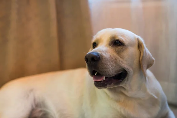 Retrato Adorável Cão Labrador Retriever Dentro Sala Estar Com Espaço — Fotografia de Stock