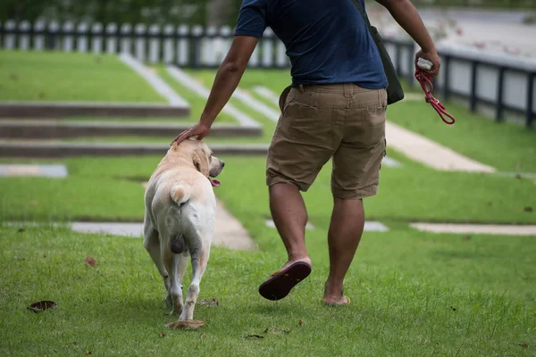 Joyeux Propriétaire Promener Avec Chien Adorable Labrador Retriever Câliner Caresser — Photo