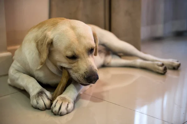 Bedårande Labrador Retriever Tugga Stora Ben Mellanmål Inuti Huset Vardagsrum — Stockfoto