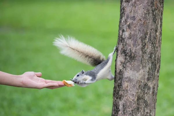 Γυναικείο Χέρι Ταΐζοντας Ψωμί Ενώ Χαριτωμένο Σκίουρο Σταθεί Στο Δέντρο — Φωτογραφία Αρχείου
