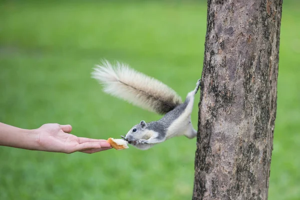 かわいいリスの木の上に立つし 緑の草の背景と前足でそれを取るしようとすると 中にパン女性手送り — ストック写真