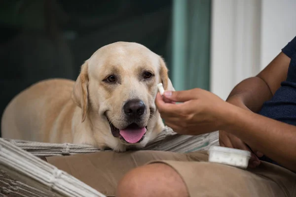 かわいいラブラドール レトリバー犬見てその所有者の手の骨のおやつ 待機して人が報われる愛らしいペット トレーニング — ストック写真