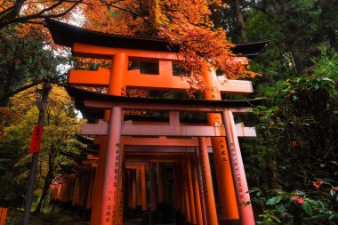 Sonbahar yaprakları renkli sonbahar Fushimi Inari tapınak Tapınak, Kyoto, Japonya, büyük kırmızı yakın kapı. En ünlü Kansai yerlerinden açık 24 gönderilen 7 gün.