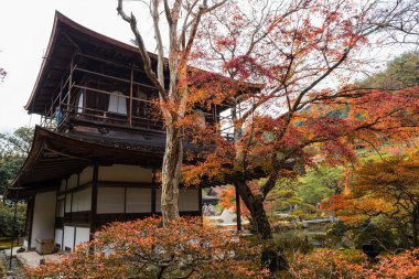 Gümüş Pavilion sonbahar yaprakları renk, Kyoto, Japonya ile Ginkakuji Tapınağı'nda. Çoğu Kansai sezon özellikle sırasında ünlü yerlerinden düşen aşağıdakilerden.