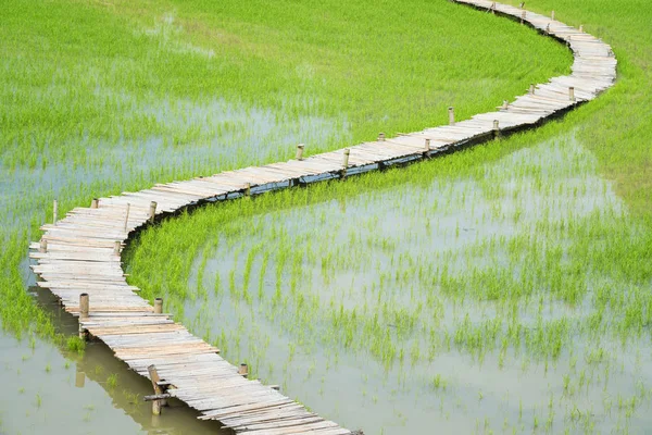 Blick Von Oben Oder Flache Lage Des Reisfeldes Mit Bambusbrücke — Stockfoto