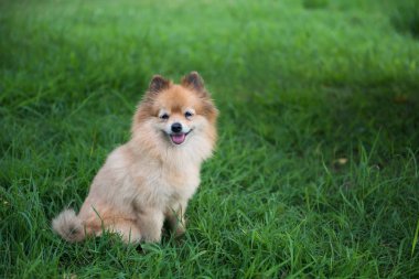 Çok güzel kahverengi köpek gülümsüyor ve yeşillik çimen çayır kopya alanı için metin ile oturan Pomeranian. Sevimli köpek evde beslenen hayvan park içinde portresi.