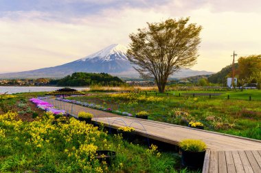 Oishi spring garden at spring with Mt. Fuji view and twilight sky at dusk, Lake Kawaguchiko, Japan clipart