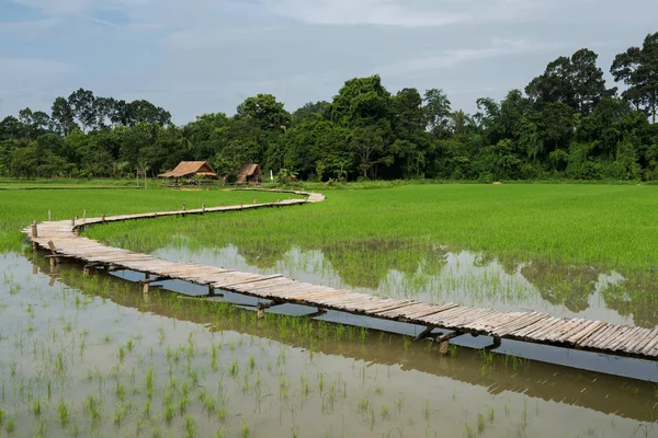 Paddy Rice Field Bamboo Bridge Walking Trail Hut Morning Rural — Stock Photo, Image