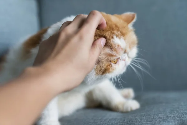 Man hand scratch exotic shorthair cat on gray sofa. Adorable pet relax in house living room. Human best friend.