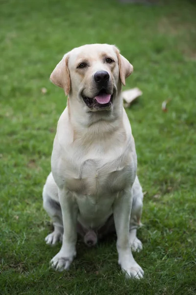 Портрет Милой Лабрадорской Собаки Ретривера Стоящей Зеленой Траве Лужайке Домашнее — стоковое фото