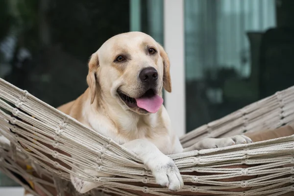 かわいいラブラドールレトリバー子犬座ると家の入口の前にロープのハンモックの残りの部分 ハッピーの愛らしいペットまたは犬の肖像画 自宅で動物 — ストック写真