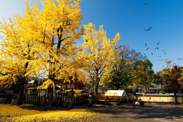 Гинкго Дерево Желтым Осенним Листом Многими Летающими Птицами Храме Тодзи — стоковое фото