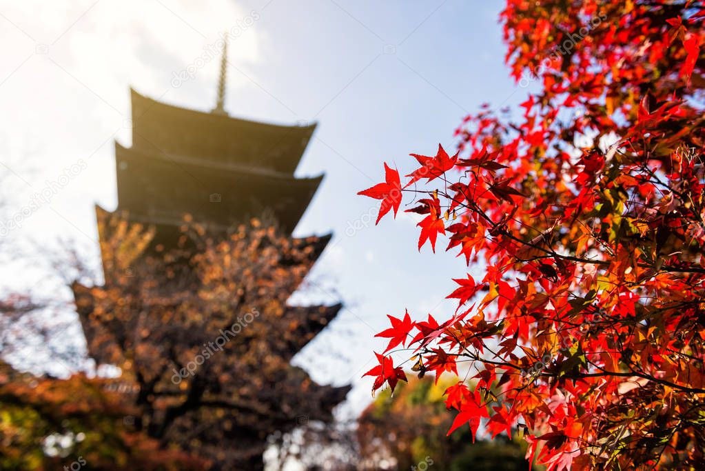 Red Maple leaf with Toji wooden pagoda background at sunrise in autumn, Kyoto, Japan. Famous Kansai travel destination during fall season.