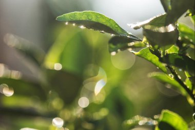 Tatlı taze yeşil yeşillik Bergamot yaprak yağmur damlası ve bokeh günbatımı arka plan bahar. Yumuşak odak. Doğal arka plan kopya alanı için metin ile