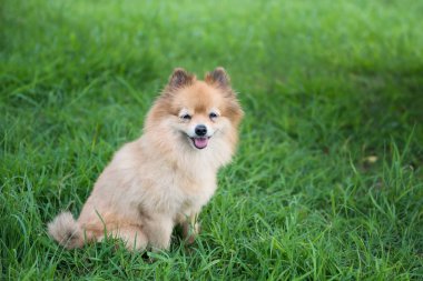 Portre sevimli mutlu Brown Pomeranian köpek gülümseme ve yeşillik çimen çayır ile kopya alanı metin için üzerinde durmak. Sevimli köpek evde beslenen hayvan park içinde portresi.