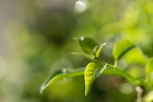 Primo Piano Fogliame Verde Fresco Primavera Foglia Bergamotto Con Gocce — Foto Stock