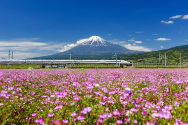 Shizuoka, Japonya - 05 Mayıs 2017: çalıştırmak Shinkansen geçisi Mt. Fuji ve mavi gökyüzü ile bahar güneşli, Shibazakura. Hızlı tren veya Japonya Demiryolları şirketi tarafından işletilen süper yüksek hızlı tren.