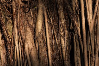 Closeup büyük banyan ağacı karmaşık kök gündoğumu ışık ile sıkı vücut. Doğal dokulu arka plan.