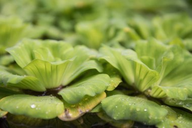 Pistia stratiotes veya su marul/lahana ile doğal arka plan bulanık sümbül.