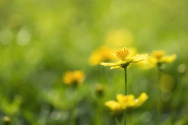 sarı cosmos metin için yeşillik bokeh arka plan ve kopya yer ile bahçede çiçek açan çiçek. doğal kaynak duvar kağıdı