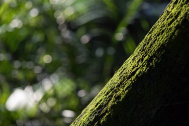 Ağaç bitki örtüsü bokeh gündoğumu arka plan ve kopya alanı ile bahar metin için üzerinde yeşil Moss. Doğal duvar kağıdı ve ferahlık kavramı.
