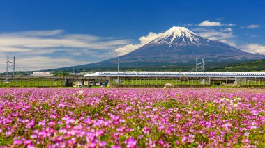 Shizuoka, Japonya - 05 Mayıs 2017: Mt. Fuji ve bahar, Shibazakura yoluyla Shinkansen ulaşım. Jr hızlı tren veya Japonya demiryolu şirketi tarafından işletilen süper yüksek hızlı tren.